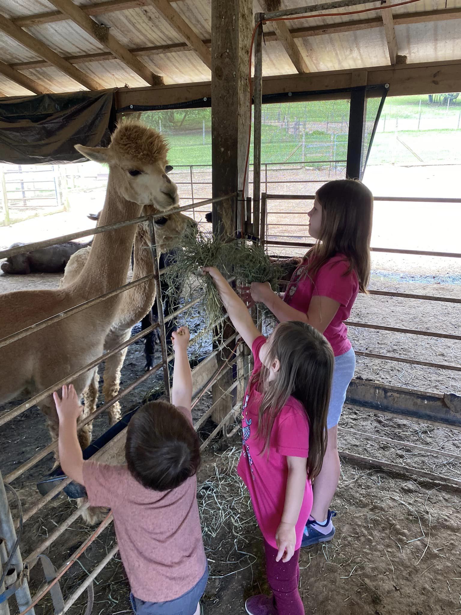Allison's kids feeding an alpaca
